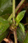 Woodland false buttonweed